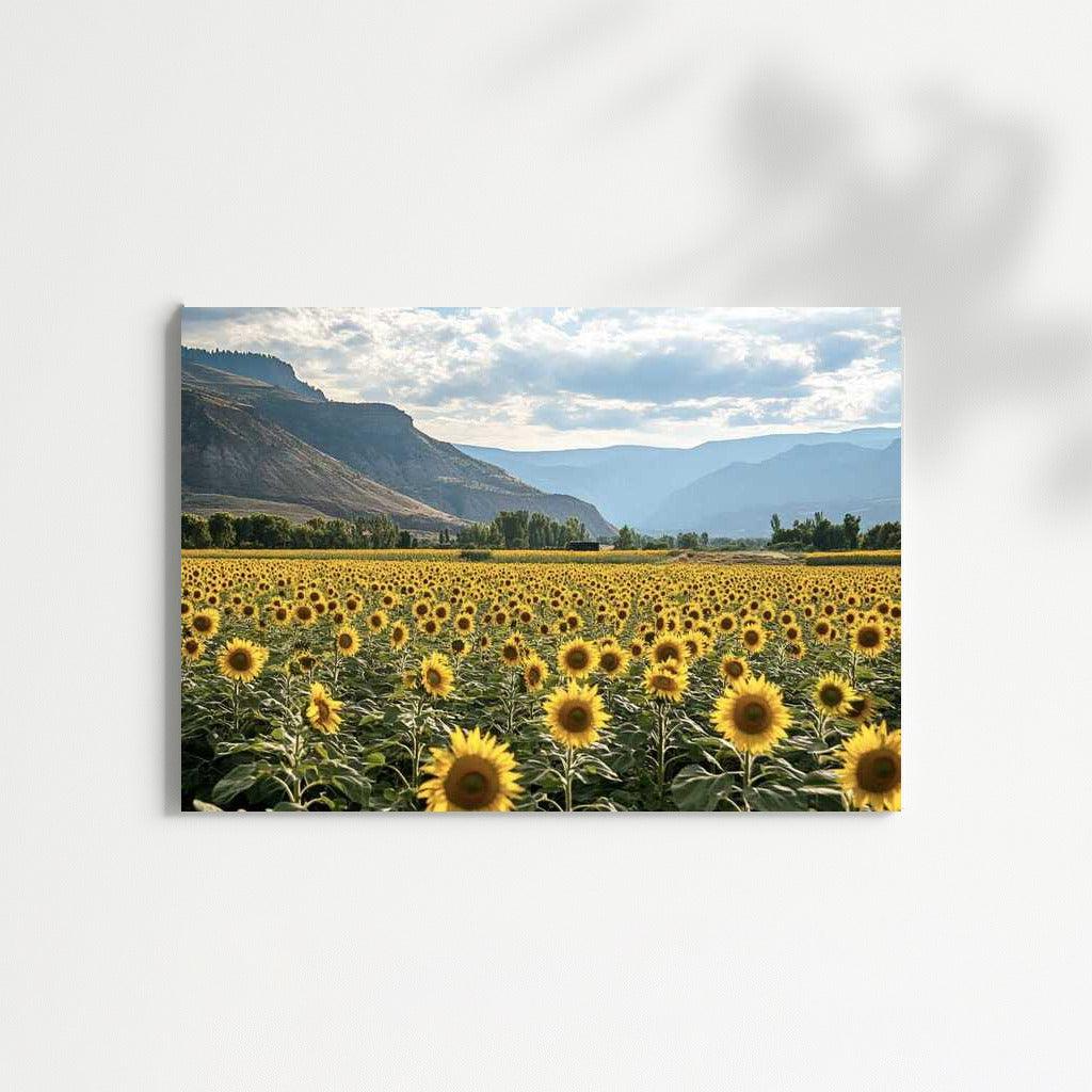 Golden Field: Beautiful Sunflowers Helianthus Varieties