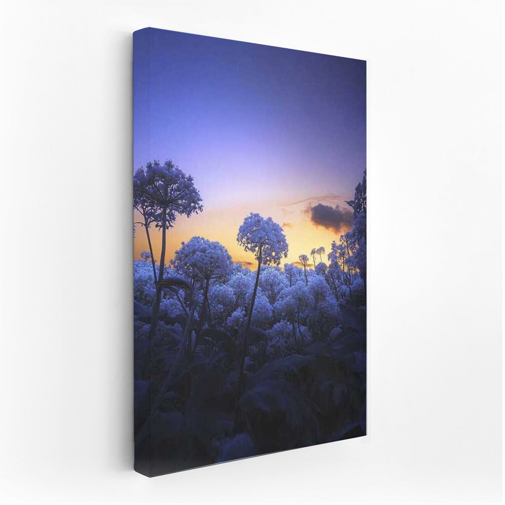 Blue Flowers at Sunset: Gentle Touch of Nature