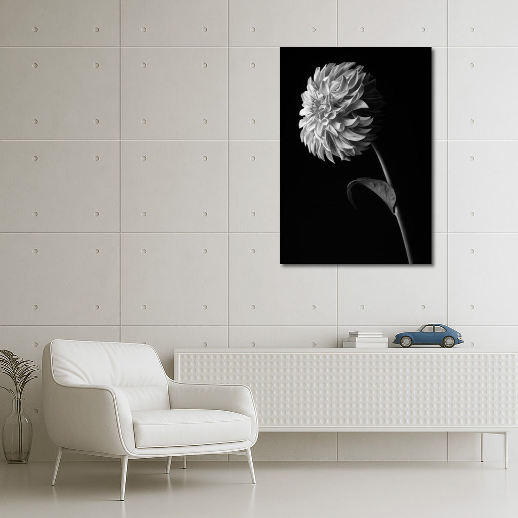 Black and White Dahlia: Elegance of Flower Lines