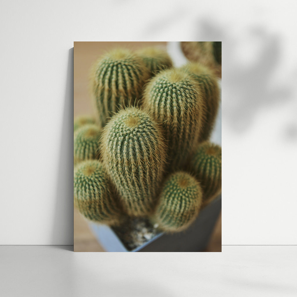 Desert Blooms: Cacti and Flowers