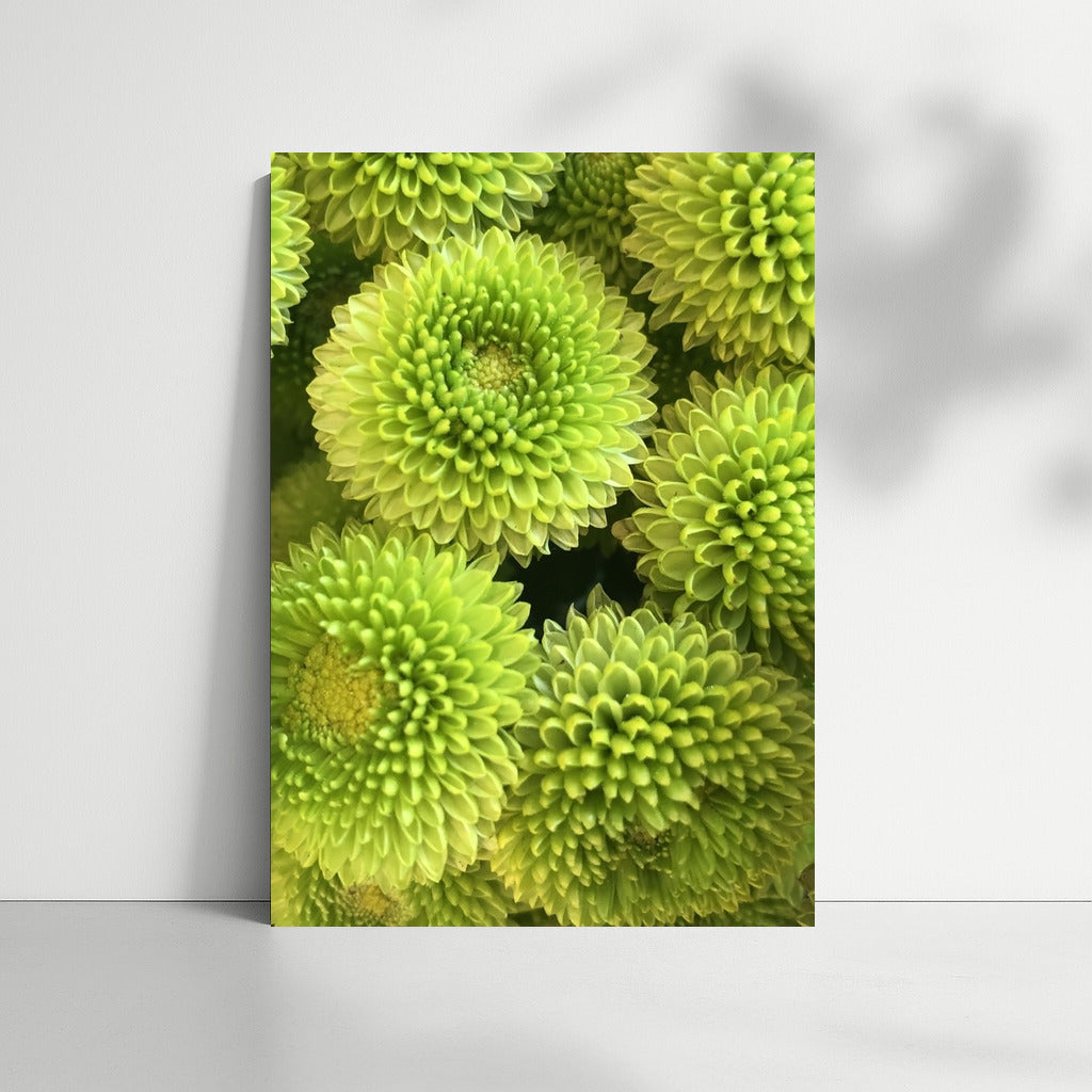 Green Chrysanthemums: Floral Magic for the Interior