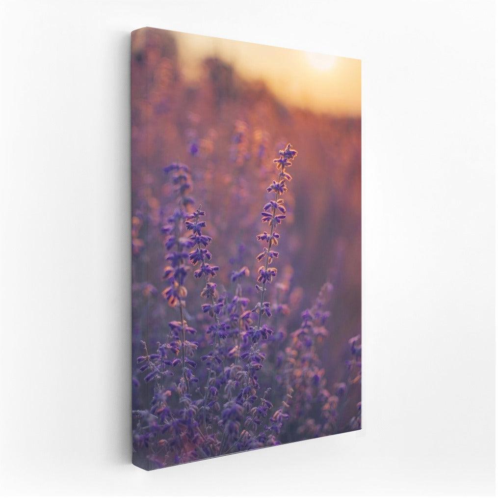 Lavender at Sunset: The Magic of Provence in Your Interior