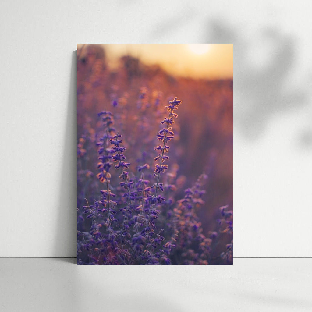 Lavender at Sunset: The Magic of Provence in Your Interior