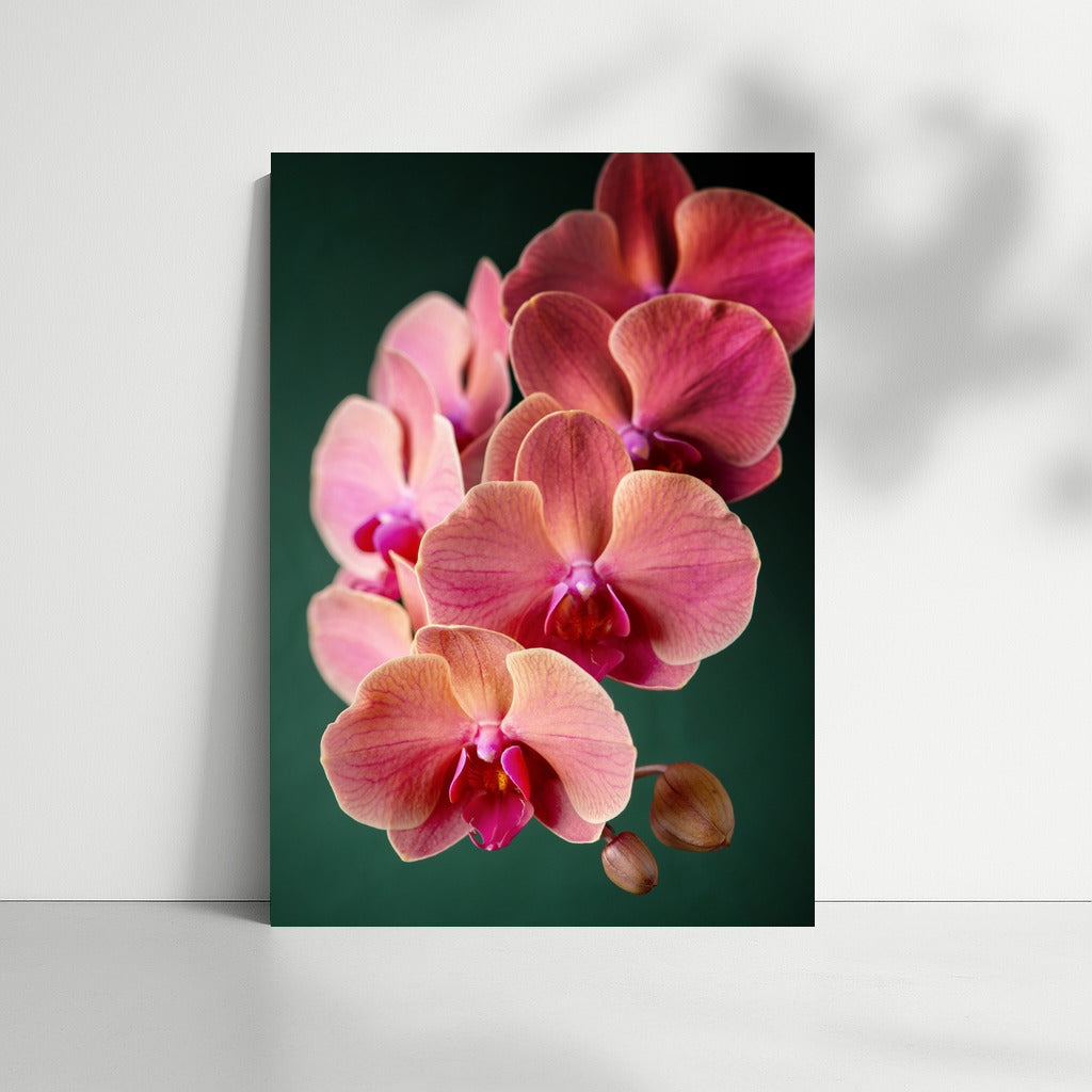 Phalaenopsis Orchid: An Exquisite Floral Accent for the Interior