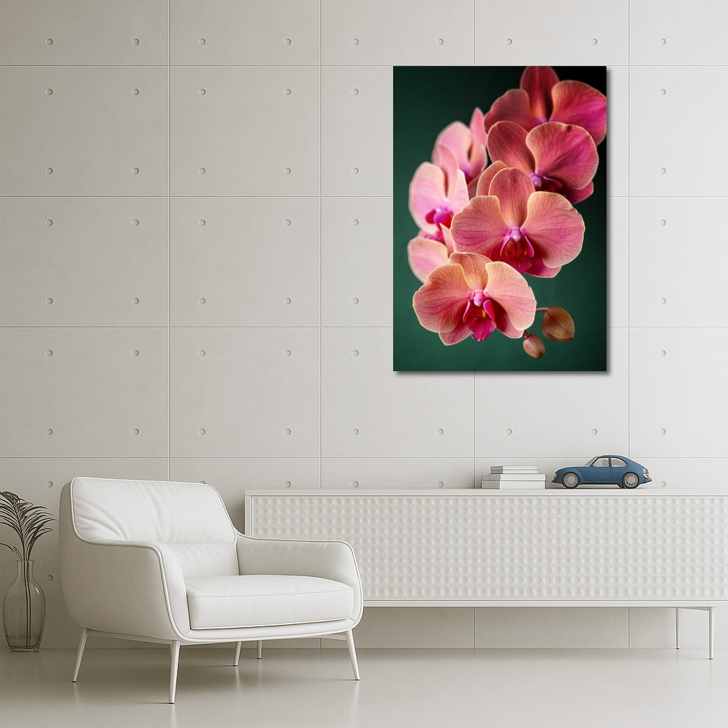 Phalaenopsis Orchid: An Exquisite Floral Accent for the Interior
