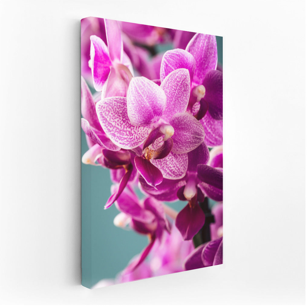 The Charm of Orchids: Delicate Flowers for the Interior