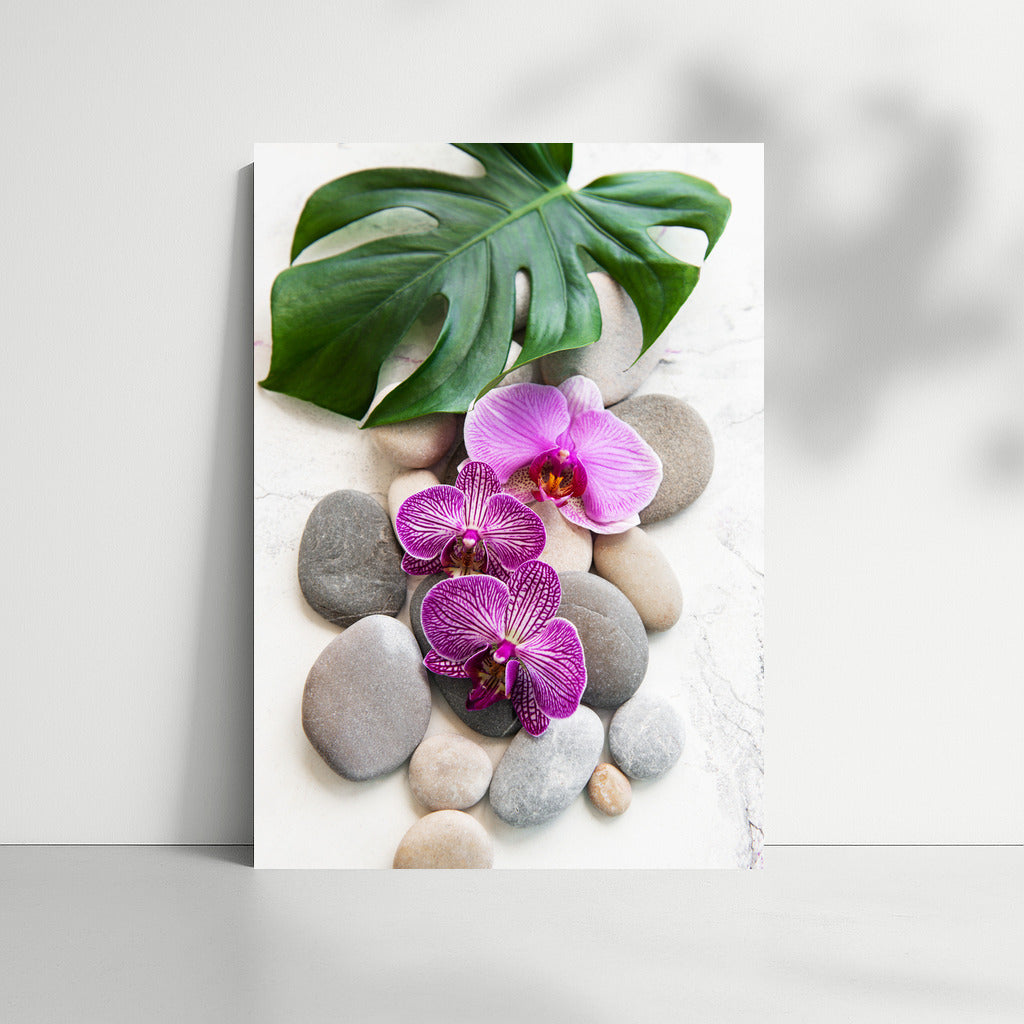 Phalaenopsis Orchids: Elegance on Rocks and Leaves