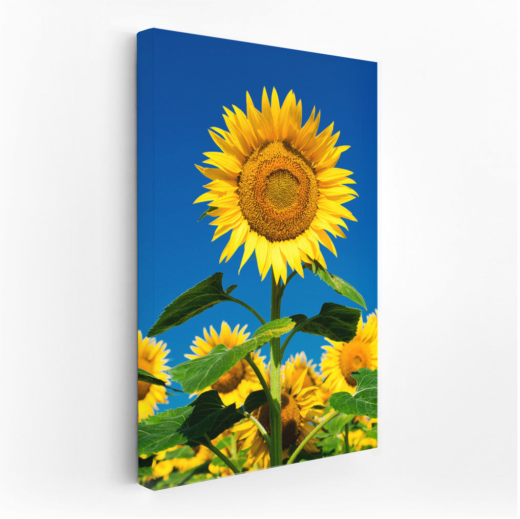 Sunny Sunflowers: Vibrant Wall Decoration