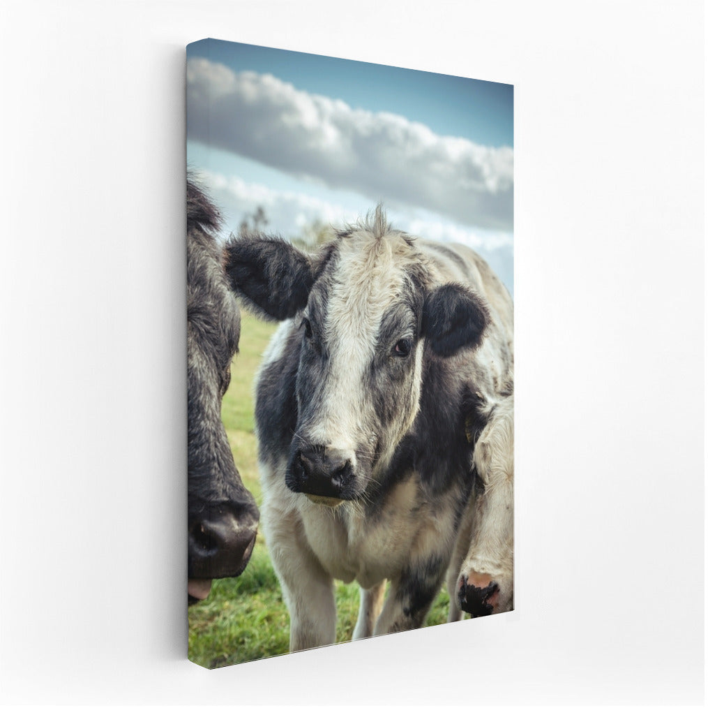 Pasture Idyll: Cows in Peace Under the Sky