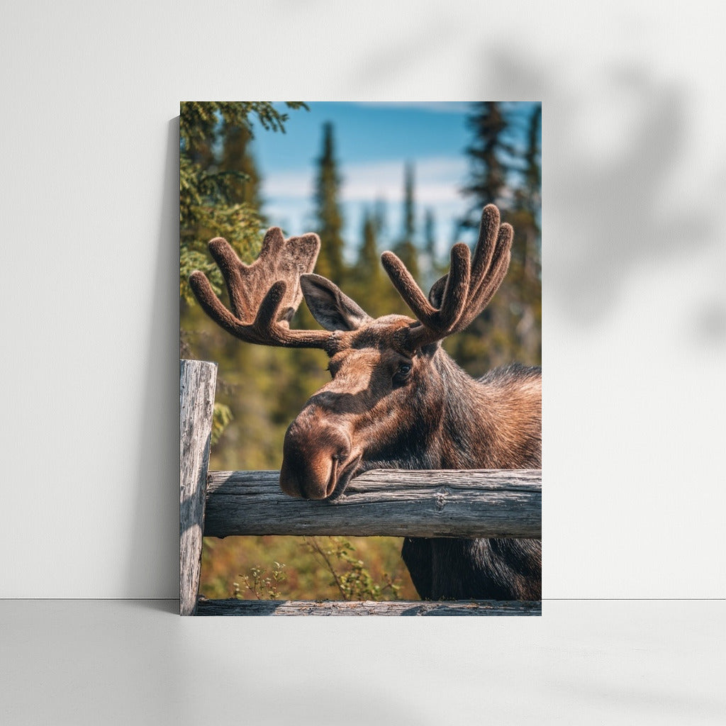 Majestic Elk: A Mesmerizing Gaze for Nature Lovers