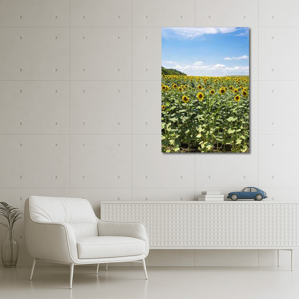 Summer Sun: Sunflower Field in Full Bloom