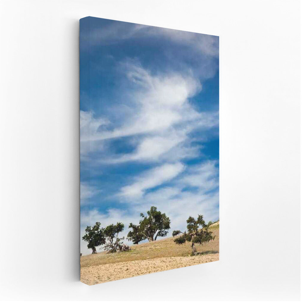 Serenity of the Skies and Graceful Trees: Nature Scenery