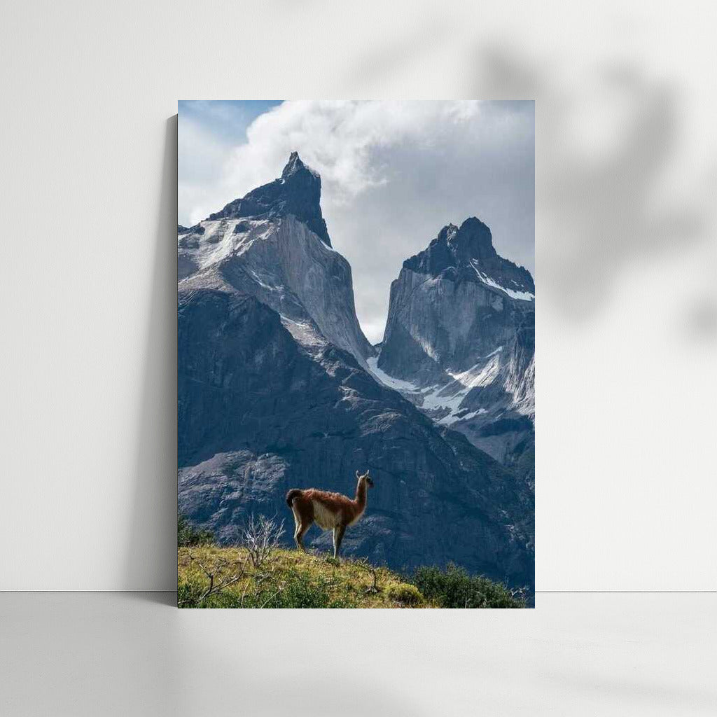 The Majesty of Chile's Mountains and the Lonely Llama: Nature's Inspiration